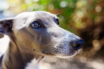 Grey greyhound dog in the park