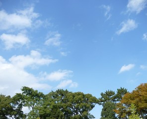 二条城の木々と青空(京都府)