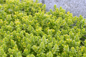 Sea sandwort, honckenya peploides