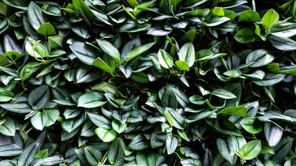 Green leaf texture or background, close up