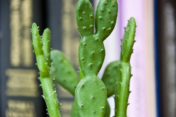 Cactus on the workplace, board cactus in a glass pot
