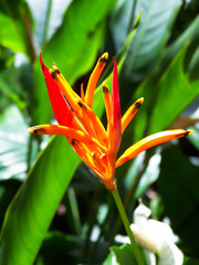Bird of Paradise tropical flower