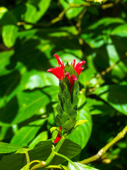 Tropical Red Ginger flower