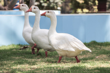 Obraz premium three duck