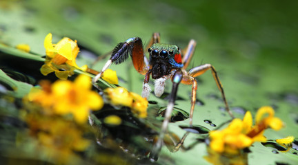 Beautiful Spider on glass with yellow flower, Jumping Spider in Thailand, Siler semiglaucus