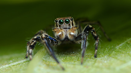Beautiful Spider on green leaf, Jumping Spider in Thailand, Plexippus petersi