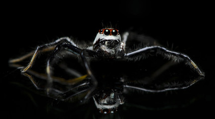 Beautiful Spider on glass, Jumping Spider in Thailand, Telamonia dimidiata