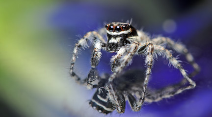 Beautiful Spider on glass, Jumping Spider in Thailand, Menemerus bivittatus