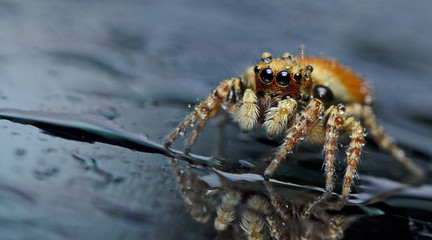 Beautiful Spider on glass, Jumping Spider in Thailand, Carrhotus sannio