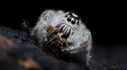Beautiful Spider catch the prey, Jumping Spider in Thailand, Hyllus diardi