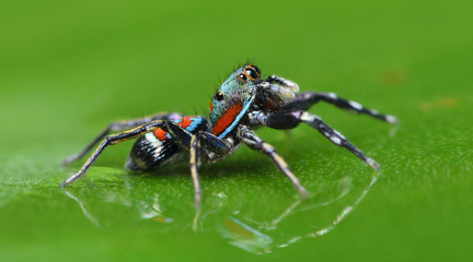 Fototapeta premium Beautiful Spider on green leaf, Jumping Spider in Thailand, Siler semiglaucus