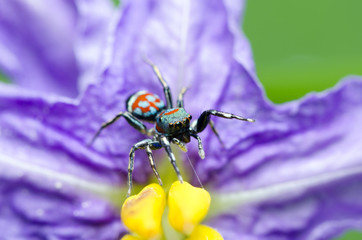 Beautiful Spider on purple flower, Jumping Spider in Thailand, Siler semiglaucus