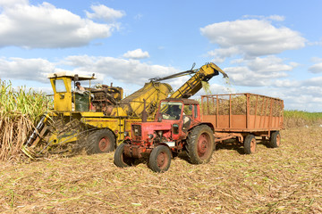 Fototapeta premium Sugar Cane Harvest