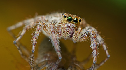 Beautiful Spider on glass, Jumping Spider in Thailand, Plexippus petersi