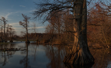 Obraz premium Sunset on the Lake with Cypresstrees and Lillypads