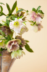 Lenten Roses also known as Hellebore or Christmas rose in a Vase