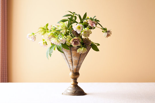 Lenten Roses also known as Hellebore and/or Christmas Rose in a vase with copy space.