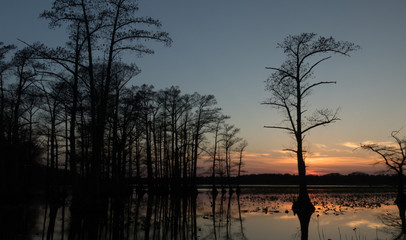 Fototapeta na wymiar Cypress Trees in the Lake at Sunset