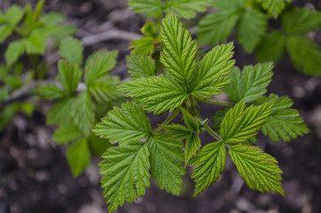 Raspberry leaves blossom
