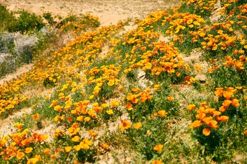 Fields of California Poppy during peak blooming time, Antelope Valley California Poppy Reserve