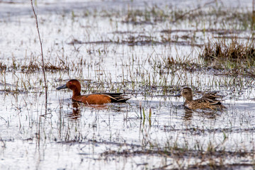 Cinnamon Teal