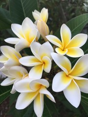Frangipani
