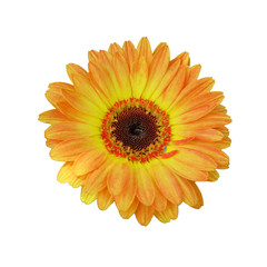 yellow flower on white