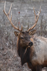 5x6 bull elk standing at attention