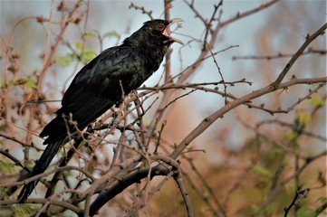 The Asian koel (Eudynamys scolopaceus)[3][4] is a member of the cuckoo order of birds, the Cuculiformes. It is found in the Indian Subcontinent, China, and Southeast Asia