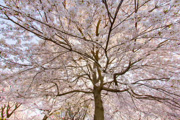 桜の木