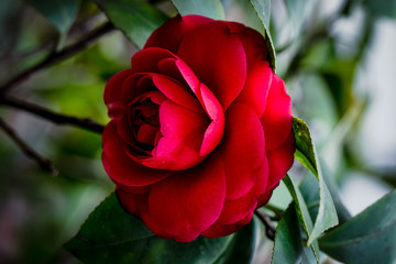 Red rose on the tree in blurred background