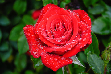 red rose with rain drops after rain
