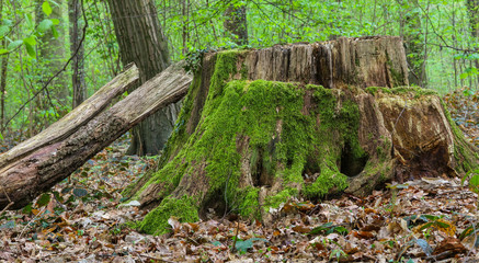 Alter moosbewachsener Baumstumpf im Wald