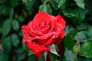 red rose with rain drops after rain