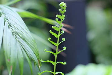 A small fresh green leaves focused