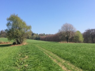 Fototapeta premium Wiese am Waldrand