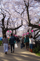 Obraz premium 2017年4月7日 埼玉県幸手市 権現堂堤の花見