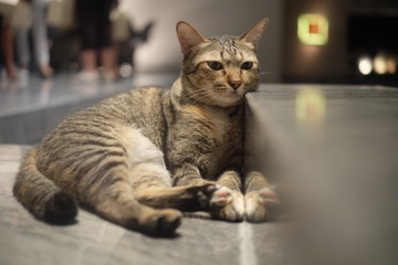 A cute cat looking at something