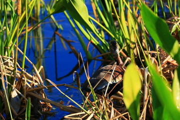 Ducks