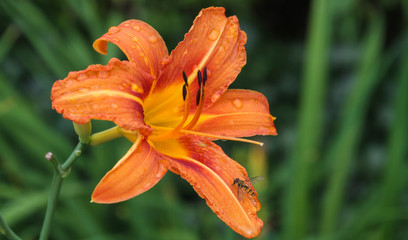 Schwebfliege auf Nahrungssuche an einer Lilienblüte © blende11.photo