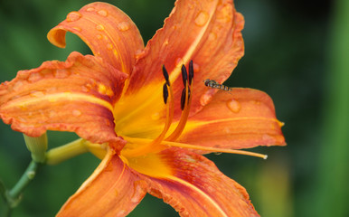 Schwebfliege auf Nahrungssuche an einer Lilienblüte © blende11.photo