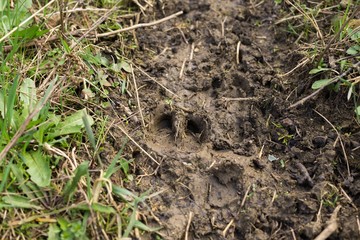 Deer footprint in the mud. Slovakia