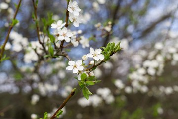 Spring tree flowering. Slovakia