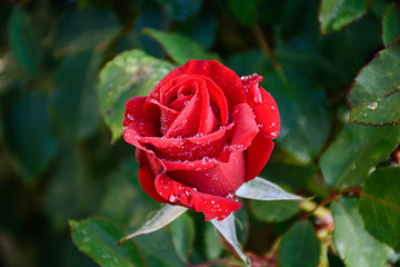 red rose with rain drops after rain