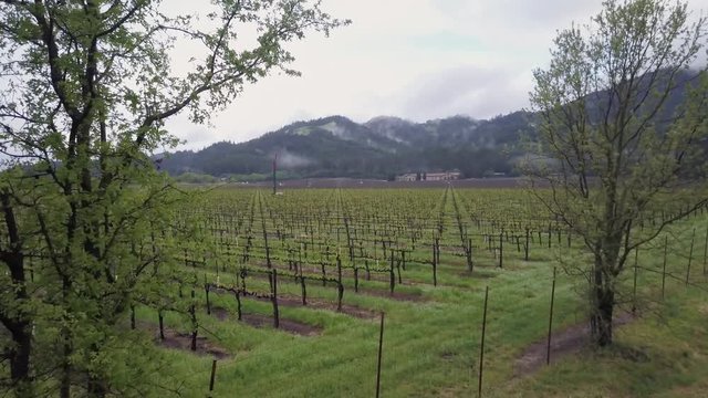 flying between trees and tilting down low over vineyard