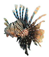 Lionfish fish isolated on white background