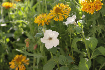 jaipur india flower park