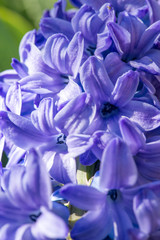 Extreme close-up purple hyacinth in early spring garden - selective focus, copy space, vertical orientation