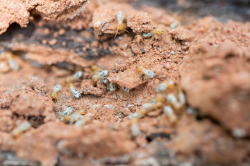 Close up of termites or white ants