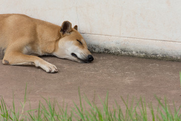 This dog sleep happily.